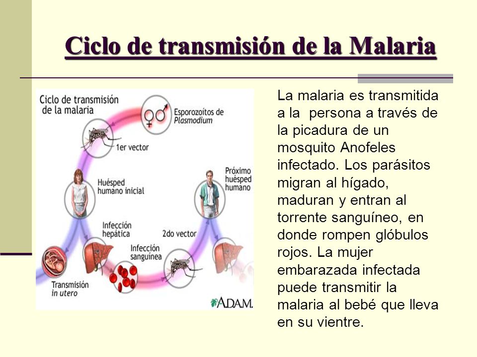 ciclo de vida del parásito de la malaria en el mosquito anófeles ciclo de vida del parásito de la malaria en el mosquito anófeles